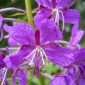Siauralapis gaurometis - Chamerion angustifolium.jpg